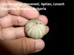 Spaniocyphus (Stomechinus) theveneti, Aptian, Lovech Urgonian complex, Bulgaria
