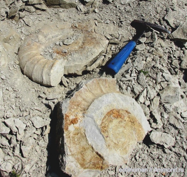 аммониты, головоногие моллюски, готерив, Ammonites, Crioceras, Болгария, Hauterivian