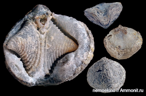 брахиоподы, карбон, Athyris, ручной аппарат, Кемеровская область, brachiopod lophophore