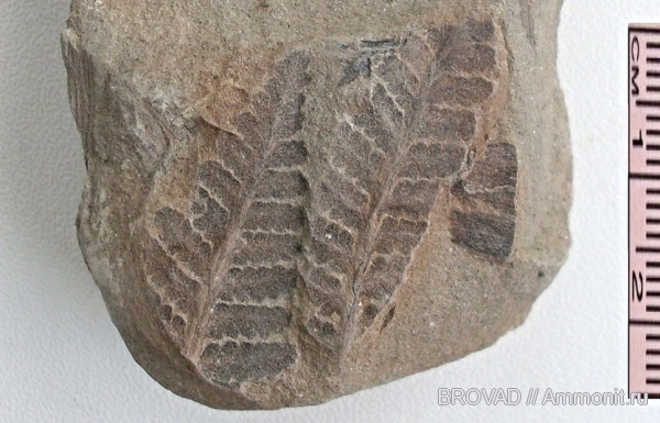 cormophyta, Pteropsida, Asterotheca Miltonii