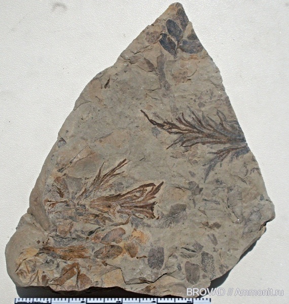 Aphlebia crispa, Pteropsida