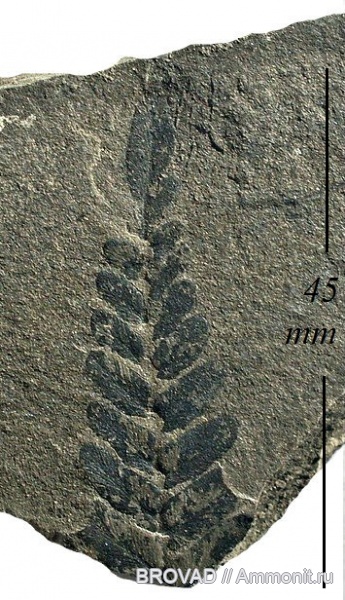 Neuropteris tenuifolia, Pteridospermae, cormophyta