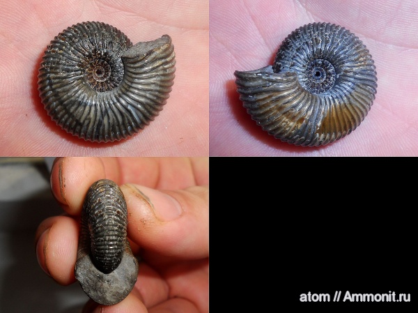 аммониты, Cadoceras, Cadoceras elatmae, Саратовская область, Ammonites