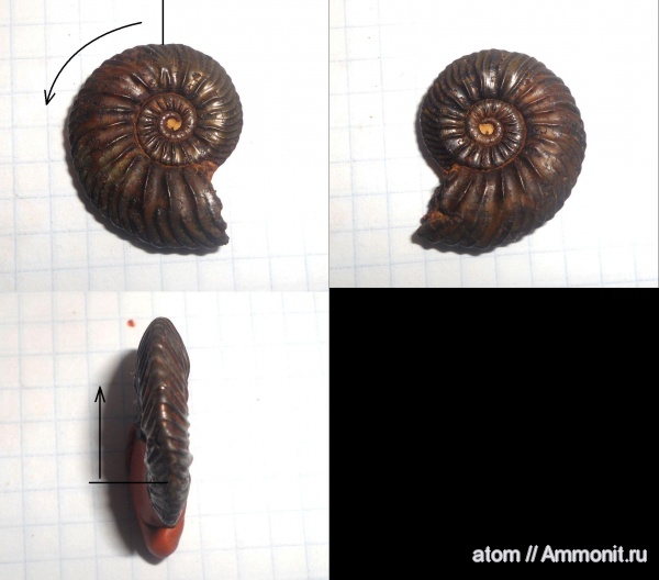 аммониты, Quenstedtoceras, прижизненные повреждения, Quenstedtoceras praelamberti, Ammonites