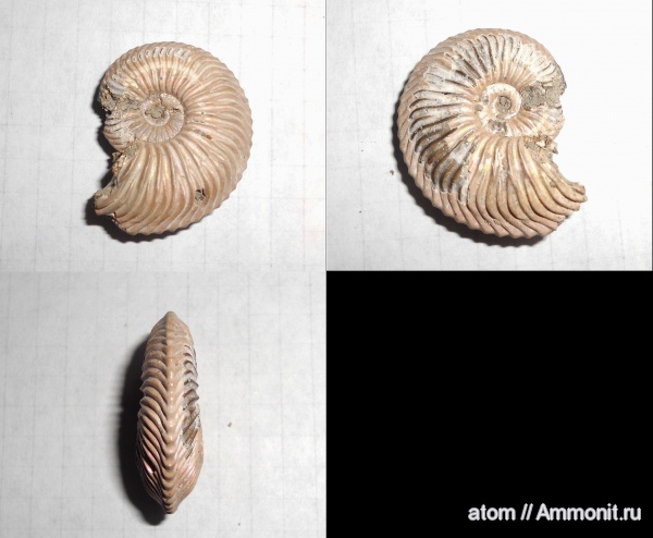 аммониты, юра, Cardioceras, оксфорд, Дубки, Саратовская область, Cardioceratidae, Ammonites, Jurassic