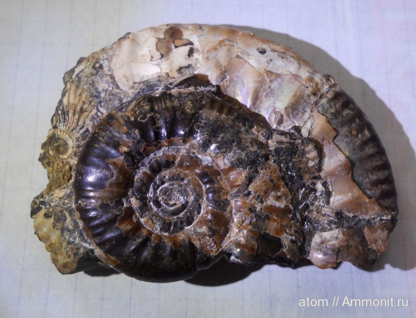 аммониты, Proplanulites, Proplanulites subcuneatus, Саратов, Саратовская область, Ammonites