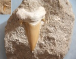 Зуб Otodus obliquus из Марокко