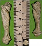 Фрагмент губки Spirospongia krymica.