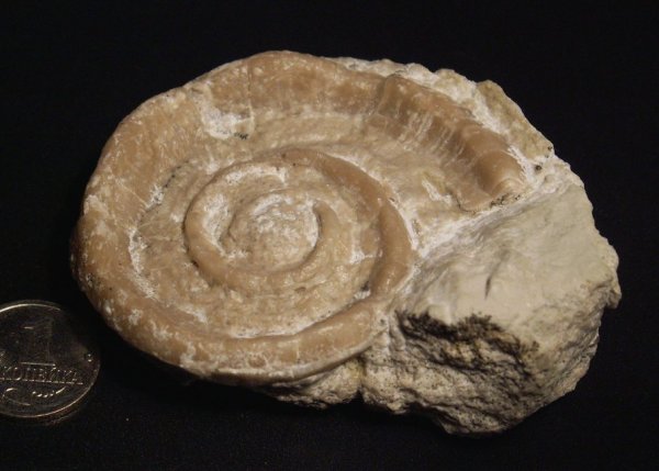 Euomphalus