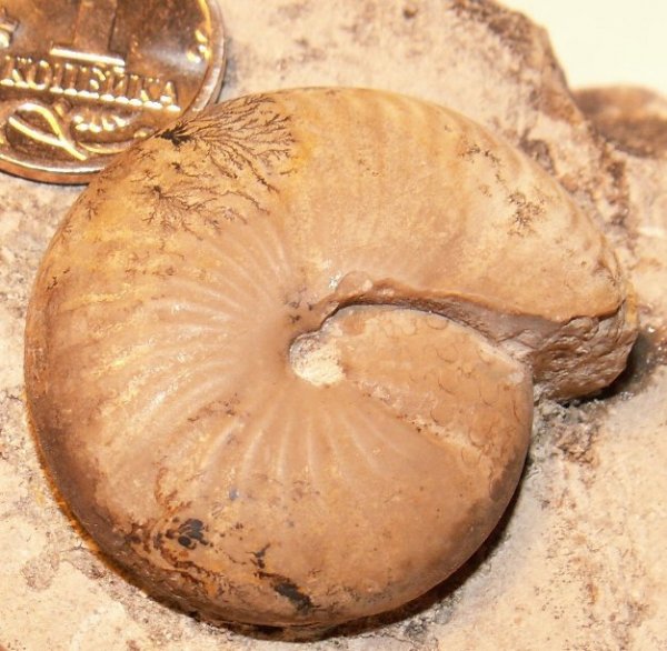 Казахстан, Popanoceras, Goniatitida, Popanoceratidae, дендриты