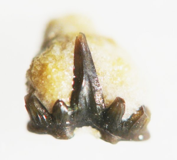 Glikmanius, Ctenacanthiformes Glikmanius, Ctenacanthiformes