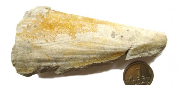 Pteronites, Pinnidae
