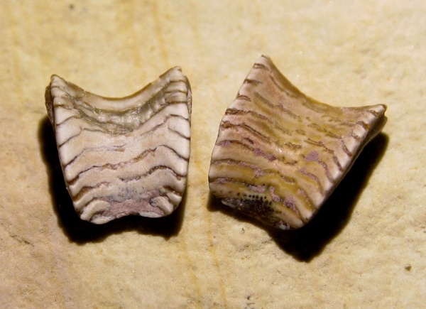 Solenodus, Cochliodontiformes, Solenodus crenulatus