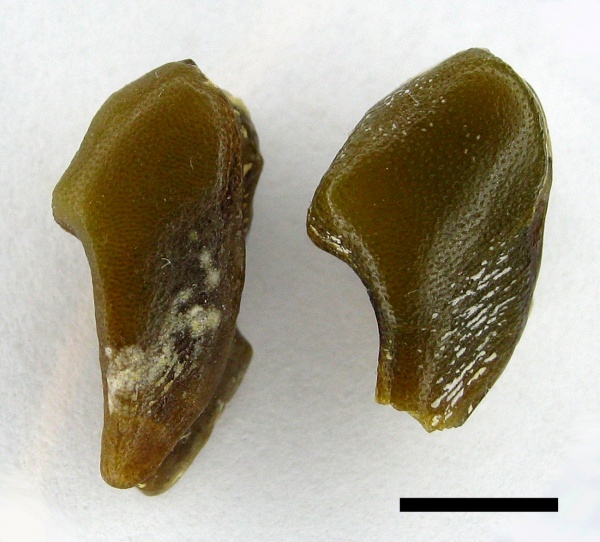 Lagarodus, Psammodontiformes, Lagarodus specularis