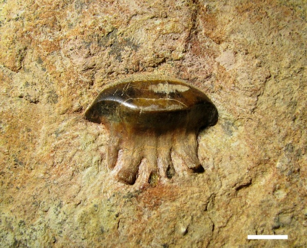 Polyrhizodus, Petalodontiformes, Polyrhizodus concavus