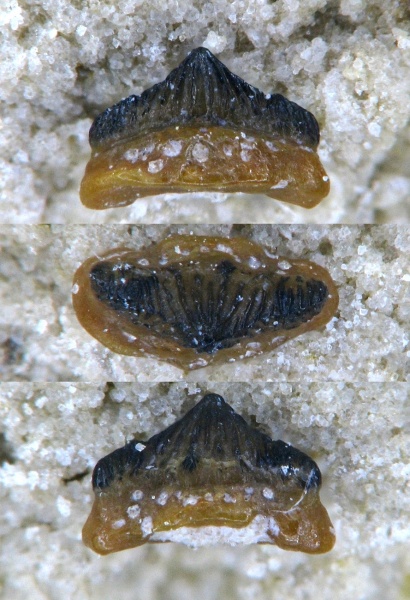 Protacrodontidae, Euselachii, Hybodontiformes