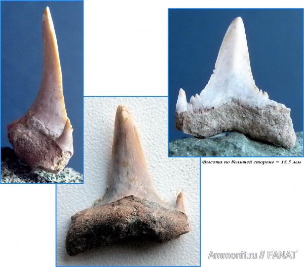 зубы акул, Jaekelodontidae, Borealotodus, shark teeth