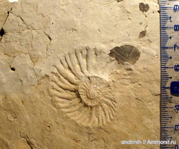 аммониты, мел, берриас, аптихи, Ammonites, Aptychi, Berriasian, Cretaceous