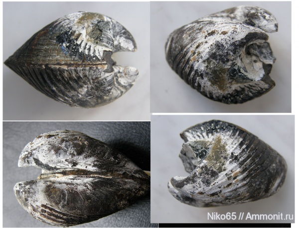 неоген, двустворчатые моллюски, плиоцен, Prosodacna, Керченский железорудный бассейн
