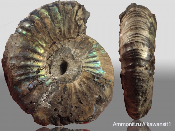 аммониты, юра, Москва, волжский ярус, Virgatites gerassimovi, Ammonites, Volgian, Jurassic