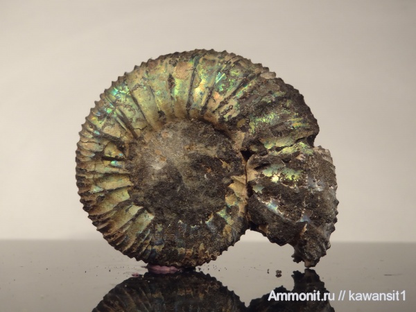 аммониты, юра, Москва, волжский ярус, Virgatites pallasianus, Ammonites, Volgian, Jurassic