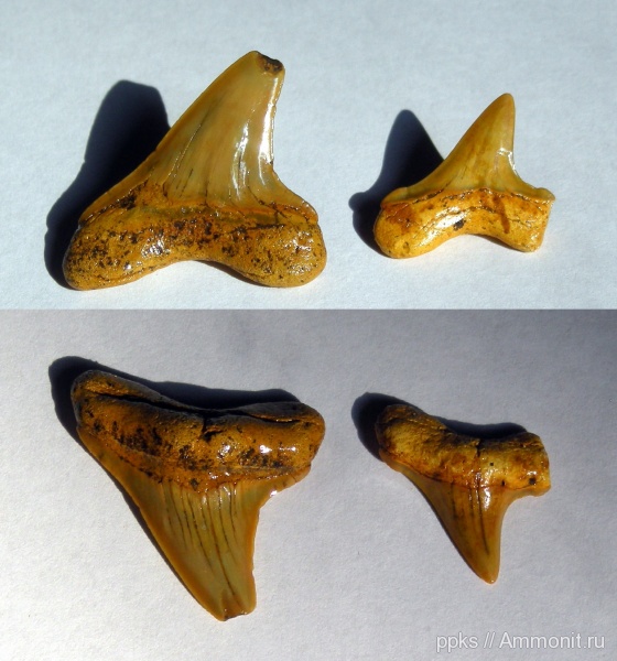 зубы, меловой период, акулы, Cretoxyrhina, Шацк, Cretaceous, teeth, sharks