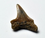 зуб акулы Anacoracidae indet.(?)