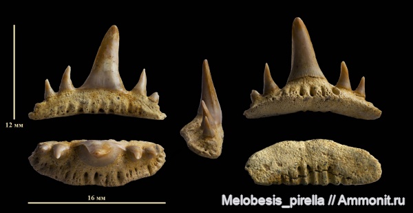 мел, зубы, мезозой, зубы акул, Paraorthacodus, Волгоградская область, Paraorthacodus recurvus, Волгоград, Synechodontiformes, Cenomanian, Cretaceous, Upper Cretaceous, shark teeth