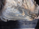Двустворчатый моллюск  Ptychomya elongata.