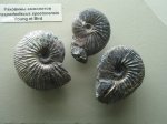Аммониты Craspedodiscus