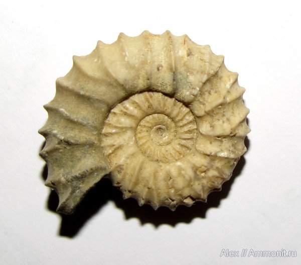 аммониты, юра, юрский период, Pavlovia, Ammonites, Pavlovia raricostata, Dorsoplanitidae, Jurassic