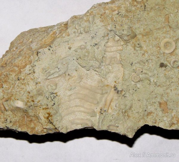 карбон, мшанки, Цемгигант, Fenestella, Productida, Poikilosakos, Lyttoniidae, Keyserlingina