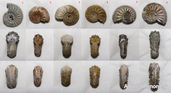 аммониты, юра, Cardioceras, оксфорд, Cardioceratidae, Ammonites, Cardioceratinae, Oxfordian, Jurassic