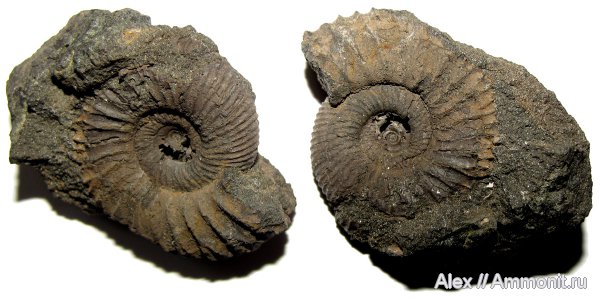аммониты, юра, Dorsoplanites, волжский ярус, Dorsoplanites panderi, Ammonites, Dorsoplanitidae, Volgian, Jurassic