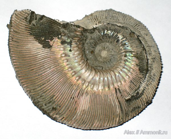аммониты, юра, Михайлов, Kosmoceras, Kosmoceras phaeinum, Kosmoceratidae, Ammonites, Jurassic