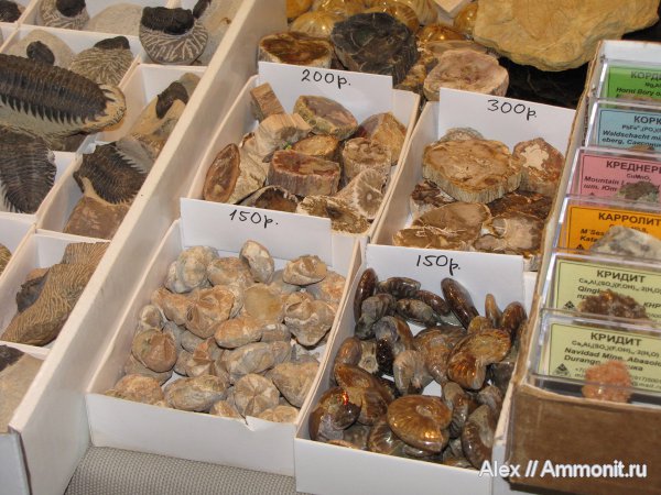 аммониты, морские ежи, коммерция, выставки, окаменевшее дерево, Гемма, Ammonites