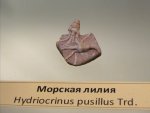 Hydriocrinus pusillus