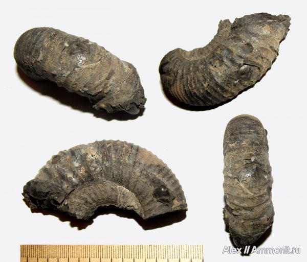 аммониты, р. Шмелевка, Dorsoplanites, волжский ярус, Dorsoplanites panderi, устье, Ammonites, Dorsoplanitidae, Volgian