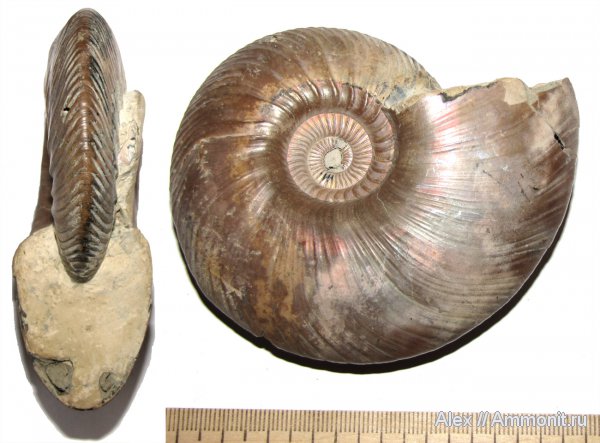 аммониты, макроконхи, Quenstedtoceras, Quenstedtoceras lamberti, Cardioceratidae, Ammonites, Quenstedtoceratinae, Macroconchs