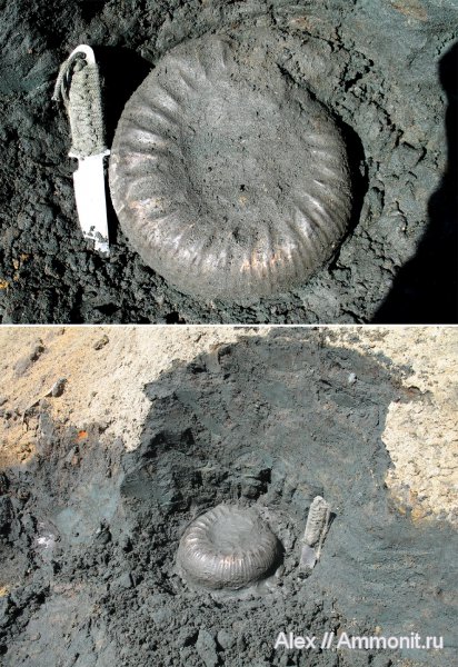 аммониты, юра, Dorsoplanites, волжский ярус, Dorsoplanites serus, Ammonites, Dorsoplanitidae, Volgian, Jurassic