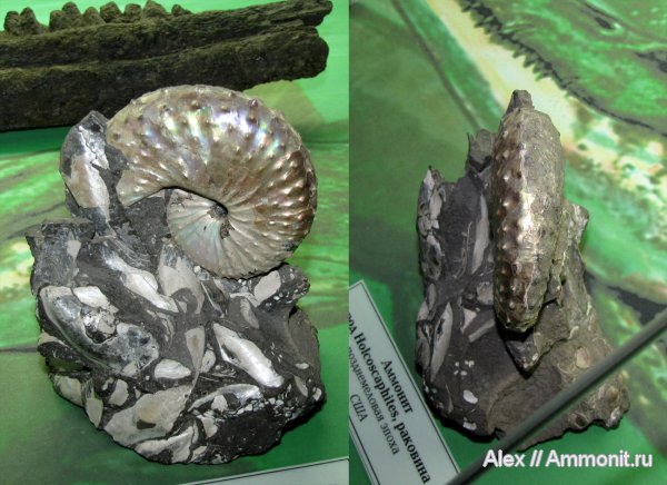 аммониты, мел, США, музеи, маастрихт, Ammonites, ГГМ РАН, Scaphitidae, Discoscaphites, Fox Hills, Maastrichtian, Cretaceous
