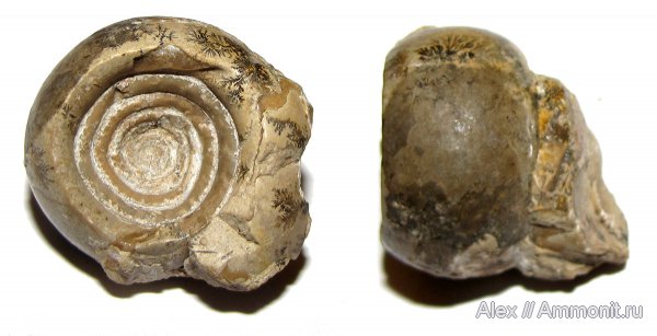 аммониты, пермь, Казахстан, Goniatitida, Ammonites, Metalegoceras sogurense, Metalegoceras, Permian