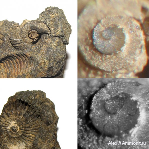 аммониты, юра, Dorsoplanites, волжский ярус, Ammonites, протоконх, аммонителла, ammonitella, Dorsoplanitidae, Volgian, Jurassic