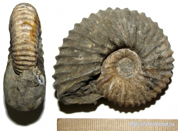 аммониты, мел, музеи, апт, Ammonites, Parahoplites, Parahoplitidae, Parahoplites melchioris, МЗ МГУ, Aptian, Cretaceous