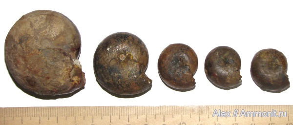 аммониты, Waagenina, Goniatitida, Ammonites, МЗ МГУ, Waagenina subinterrupta, Vidrioceratidae