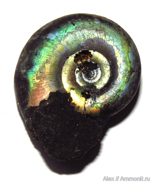 аммониты, Kachpurites, Kachpurites fulgens, устье, Ammonites, Garniericeratinae, Volgian