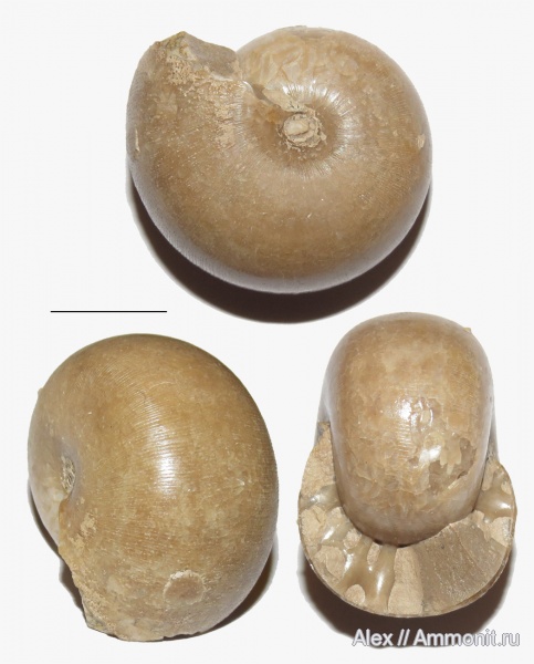 аммониты, пермь, Waagenina, Goniatitida, Ammonites, Waagenina subinterrupta, Vidrioceratidae, Permian