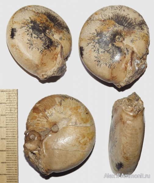 Popanoceras, Goniatitida, устье, артинский ярус, Popanoceratidae