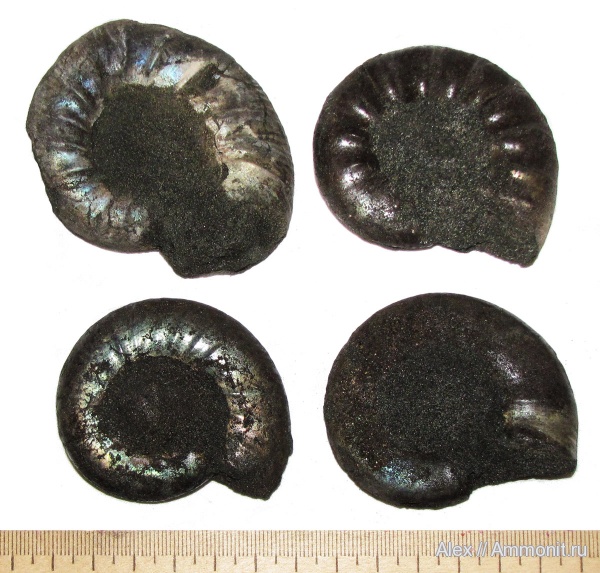 аммониты, юра, макроконхи, Kachpurites, Kachpurites fulgens, Ammonites, Garniericeratinae, Macroconchs, Volgian, Jurassic