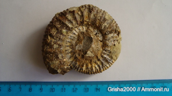 аммониты, Zaraiskites, Ammonites, Оренбургская область